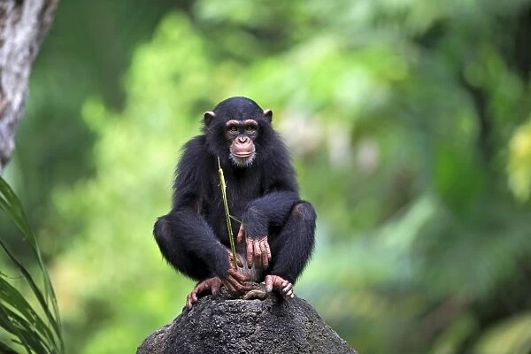 10254-00470-249. Central Chimpanzee (Pan troglodytes troglodytes) young