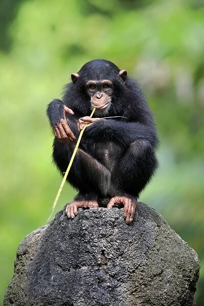 10254-00476-249. Central Chimpanzee (Pan troglodytes troglodytes) young