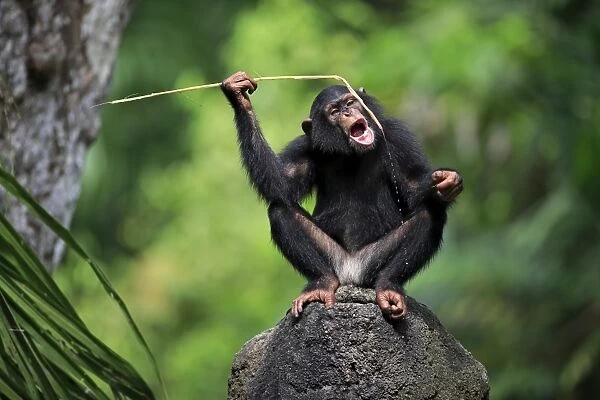 10254-00478-249. Central Chimpanzee (Pan troglodytes troglodytes) young