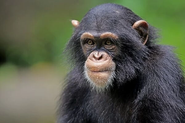 10254-00480-249. Central Chimpanzee (Pan troglodytes troglodytes) young, close-up of head 