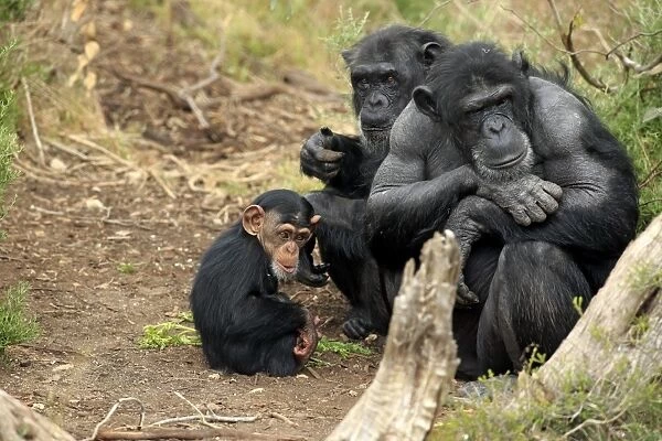 10254-00483-249. Central Chimpanzee (Pan troglodytes troglodytes) adult females