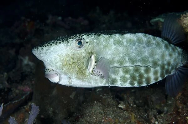 30913-00001-662. Shortsnout Boxfish (Ostracion rhinorhynchos) adult