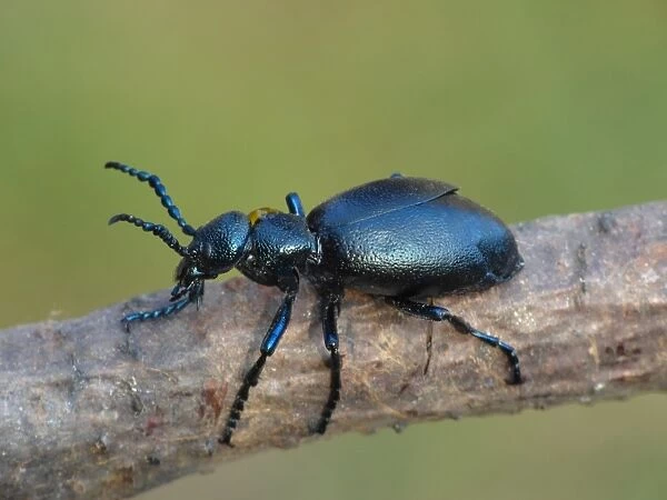 40679-00005-826. Black Oil Beetle (Meloe proscarabaeus) adult male