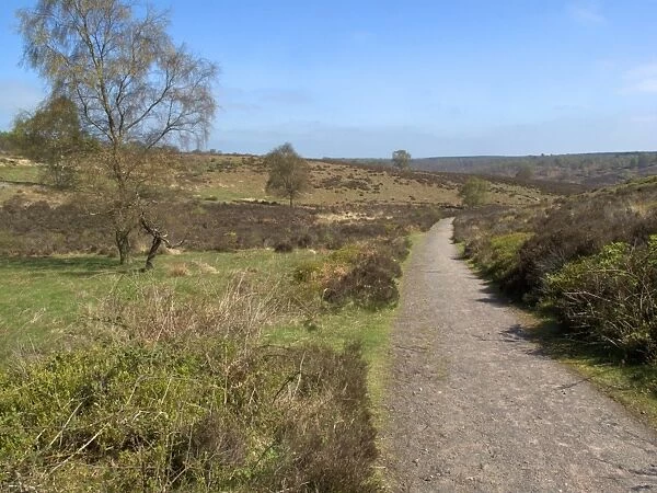81235-02853-783. View of track through heathland habitat
