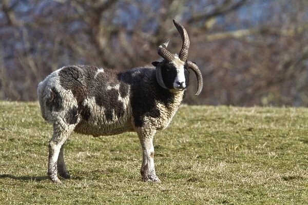 88889-06936-075. The Jacob sheep is a breed of unimproved multihorned sheep