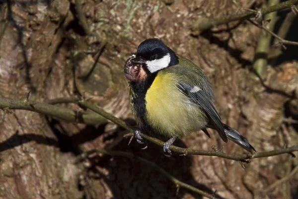 88889-07818-075. Great Tit with tumor growth on throat / chin