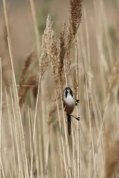 88889-08329-075. Male Beared Tit on reeds, Minsmere Suffolk