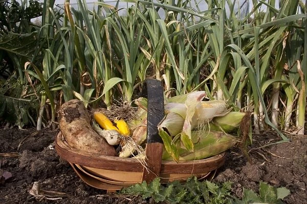 90465-01406-758. Trug filled with homegrown vegetables, including maize