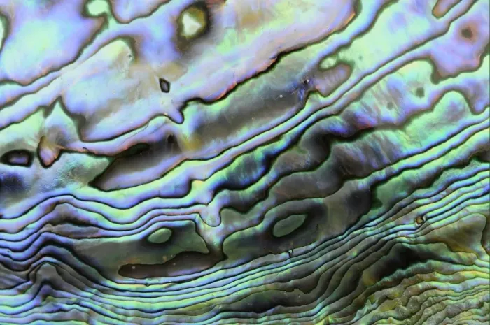 Framed Print : Paua Shell Interior Layer Print Framed Print : Paua Shell Interior Layer Print