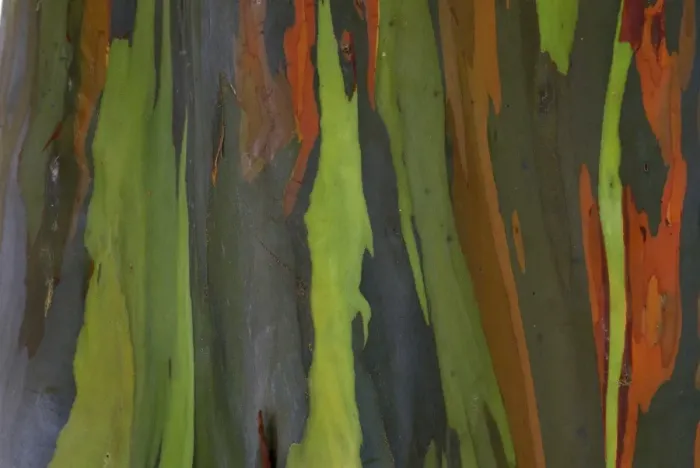 Framed Print : Rainbow Eucalyptus Tree Bark Print
