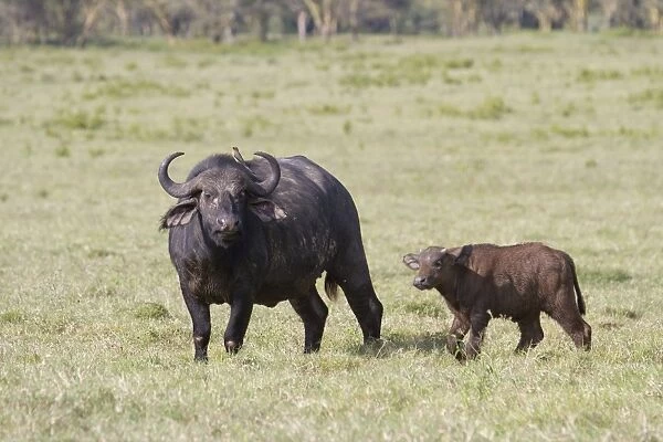 African Buffalo (Syncerus caffer) adult female with calf, with Red-billed Oxpecker (Buphagus erythrorhynchus)