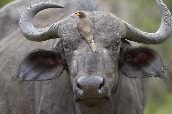 African Buffalo (Syncerus caffer) adult female, close-up of head, with Yellow-billed Oxpecker (Buphagus africanus)