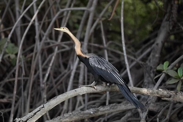 African Darter (Anhinga rufa) adult, perched on mangrove root, North Bank, Gambia, february