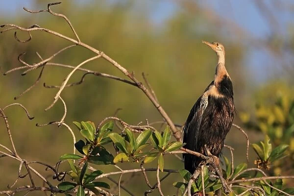 African Darter (Anhinga rufa) adult, perched on mangrove branch, Gambia, January