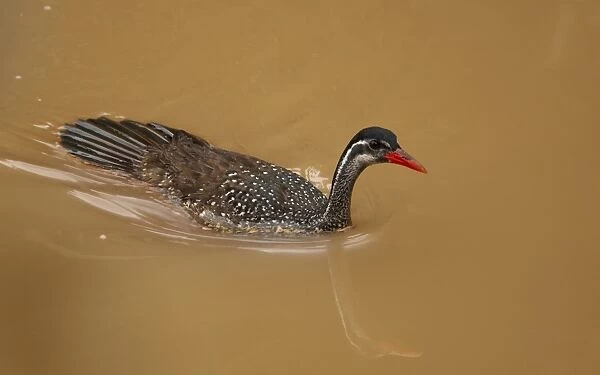 African Finfoot (Podica senegalensis) adult male, swimming, Gambia River, Niokolo-Koba, Senegal, october