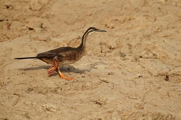 African Finfoot (Podica senegalensis) immature, walking on riverbank, Niokolo-Koba, Senegal, january