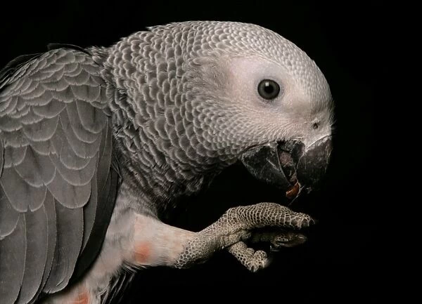African Grey Parrot (Psittacus erithacus) adult, feeding, close-up of head