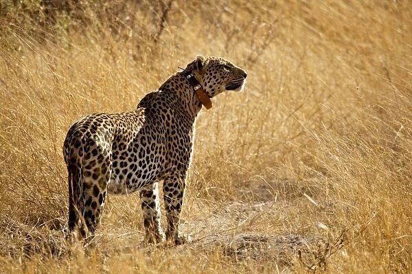 African Leopard (Panthera pardus pardus) adult, wearing radio tracking collar, standing in dry grass