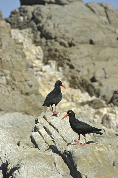 African Oystercatcher (Haematopus moquini) two adults, standing on coastal rocks, South Africa