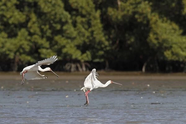 African Spoonbill (Platalea alba) two adults, in flight, taking off from water, Gambia, january