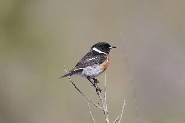 African Stonechat (Saxicola torquatus) adult male, perched on stem, Bontebok N. P. Western Cape, South Africa, September