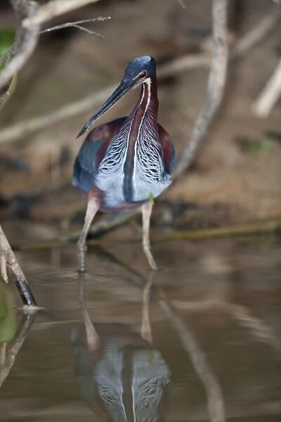 Agami Heron (Agamia agami) adult, hunting in river, Pixaim River, Pantanal, Mato Grosso, Brazil