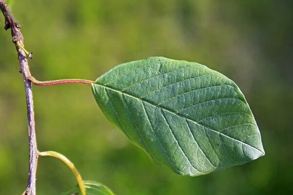 Alder Buckthorn (Frangula alnus) close-up of leaf, growing in carr wet woodland, River Rattlesden, Stowmarket, Suffolk