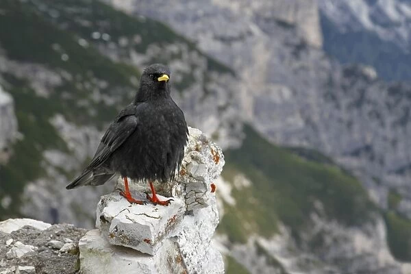 Alpine Chough (Pyrrhocorax graculus) adult, standing on limestone rocks, Dolomites, Italian Alps, Italy, June