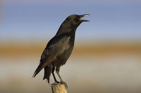 American Crow (Corvus brachyrhynchos) adult, calling, perched on post, Lake Kissimmee, Florida, U. S. A
