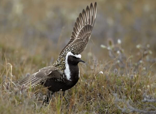 American Golden Plover (Pluvialis dominica) adult male, breeding plumage, performing broken wing distraction display