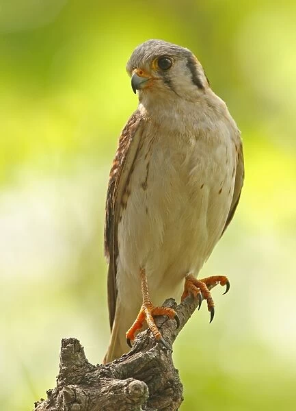 American Kestrel (Falco sparverius) adult female, perched on snag, Hope Gardens, Jamaica, march