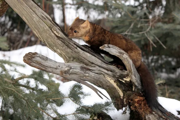 American Marten (Martes americana) adult, foraging on branch in snow, Montana, U. S. A. winter (captive)