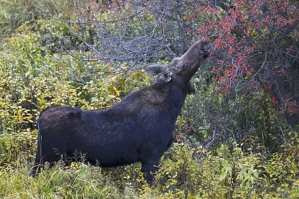 American Moose (Alces alces shirasi) adult female, feeding on tree leaves, Grand Teton N. P. Wyoming, U. S. A. September