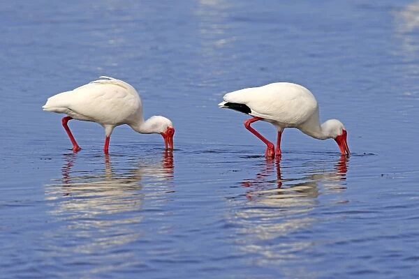 American White Ibis (Eudocimus albus) two adults, foraging in shallow water, Sanibel Island, Florida, U. S. A. March