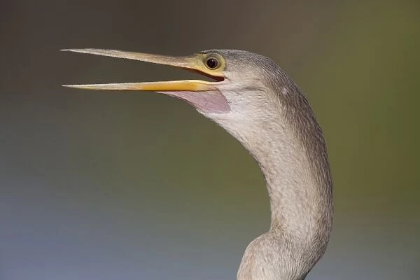 Anhinga (Anhinga anhinga) adult female, with beak open, close-up of head and neck, Pantanal, Mato Grosso, Brazil