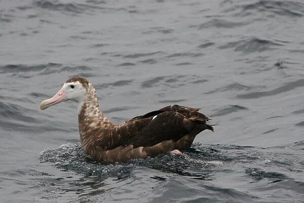 Antipodean Albatross (Diomedea antipodensis) immature, swimming, off Quintero, Chile, november