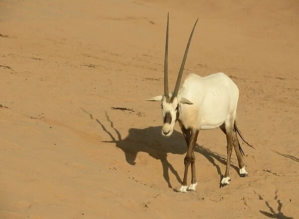 Arabian Oryx (Oryx leucoryx) adult, walking on sand, Dubai Desert Conservation Reserve, Al Maha, Dubai