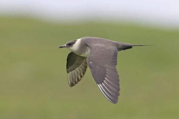 Arctic Skua (Stercorarius parasiticus) pale phase, adult, in flight, Noss, Shetland Islands, Scotland, June