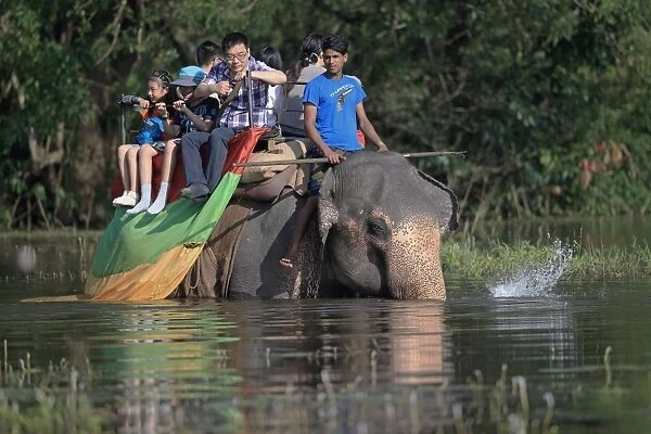 Asian Elephant (Elephas maximus maximus) domesticated adult, carrying mahout and tourists, walking in water, Sri Lanka