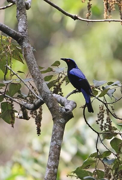 Asian Fairy-bluebird (Irena puella) adult male, perched in tree, Kaeng Krachan N. P. Thailand, february
