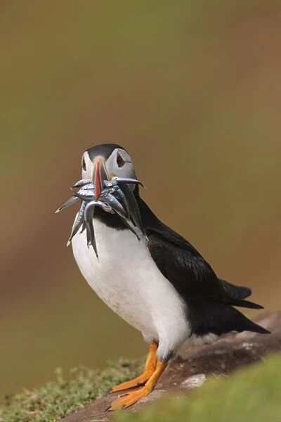 Atlantic Puffin (Fratercula arctica) adult, breeding plumage, with sand-eels in beak, standing on clifftop