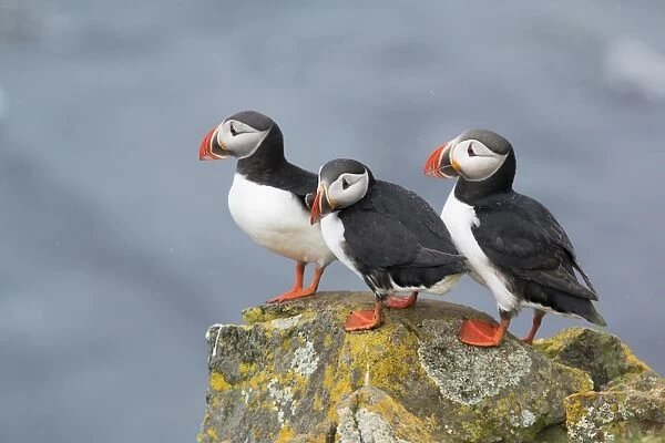 Atlantic Puffin (Fratercula arctica) three adults, breeding plumage, standing on lichen covered rock during rainfall