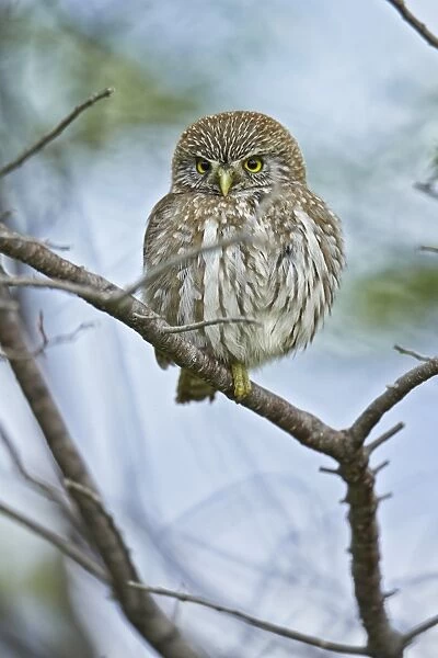 Austral Pygmy-owl (Glaucidium nana) adult, perched on branch, Torres del Paine N. P. Southern Patagonia, Chile, November