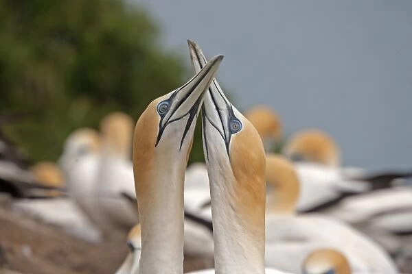 Australasian Gannet (Morus serrator) adult pair, close-up of heads, displaying in colony, Cape Kidnappers, Hawke's Bay, North Island, New Zealand, november