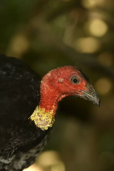 Australian Brush-turkey (Alectura lathami) adult, close-up of head and neck, Queensland, Australia, November