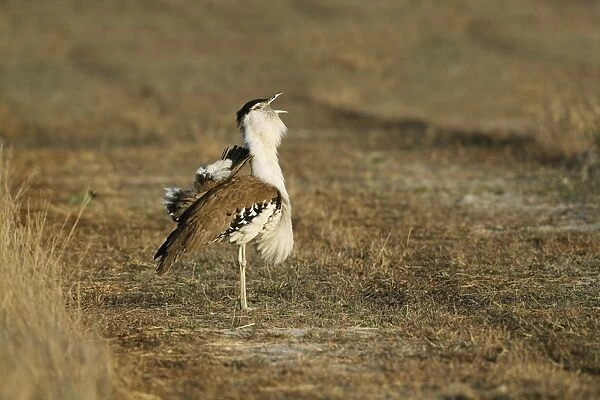 Australian Bustard (Ardeotis australis) adult male, calling during courtship display in early morning