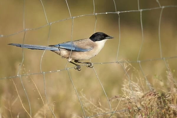 Azure-winged Magpie (Cyanopica cyana) adult, perched on wire fence, Extremadura, Spain, May