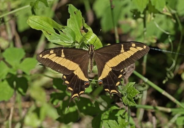 Bahaman Swallowtail (Papilio andraemon) adult, resting on leaves, Linstead, Jamaica, December