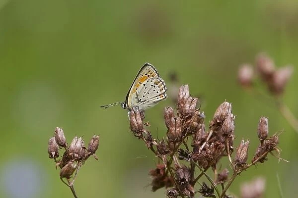 Balkan Copper Butterfly, female, Bulgaria