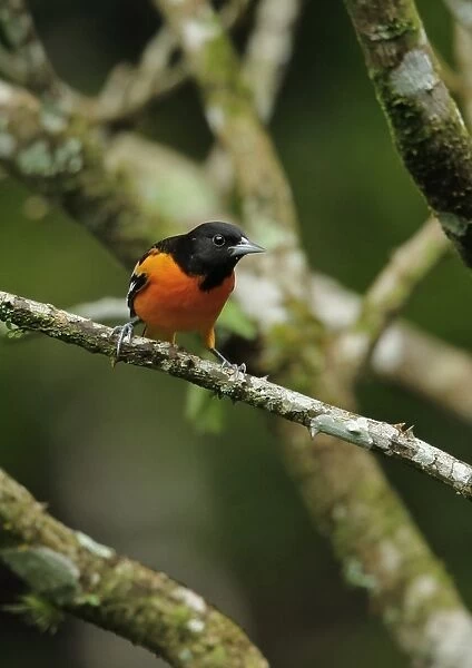 Baltimore Oriole (Icterus galbula) adult male, perched on twig, Canopy Lodge, El Valle, Panama, October